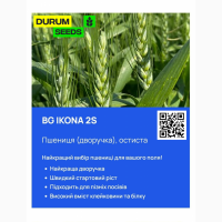 Насіння пшениці - BG Ikona 2S (пшениця м#039; яка дворучка) Оригінатор Biogranum, Сербія