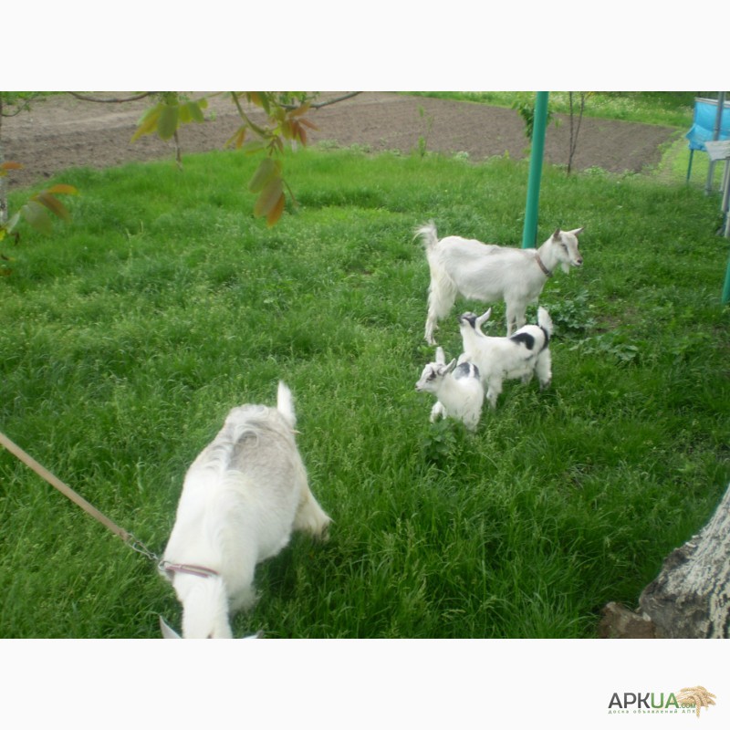 Продам 2 козы с 2 козлятами