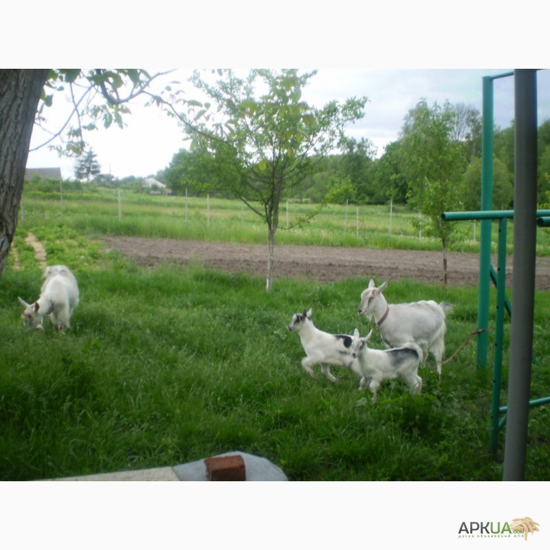 Фото 2. Продам 2 козы с 2 козлятами