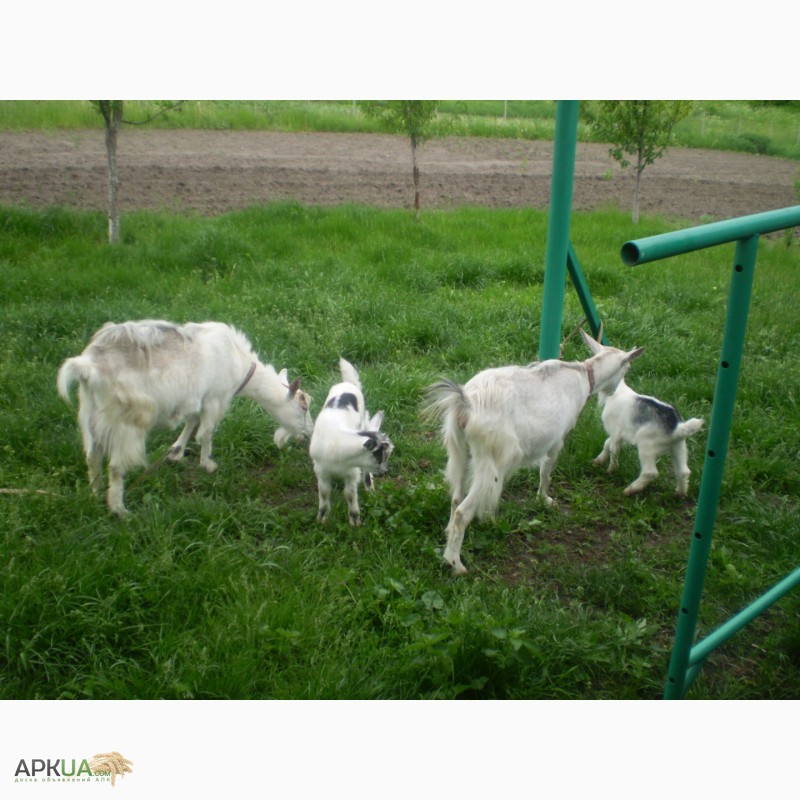 Фото 3. Продам 2 козы с 2 козлятами