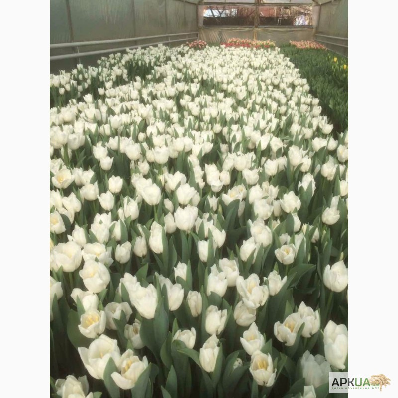 Фото 8. Продам голландские тюльпаны от производителя! Опт