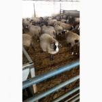 Продажа племенных овец. Романовская и Меринос
