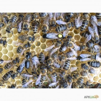 Матки Карпатка 2024 Бджоломатки (Пчеломатка, Бджоломатка, Бджолині матки)