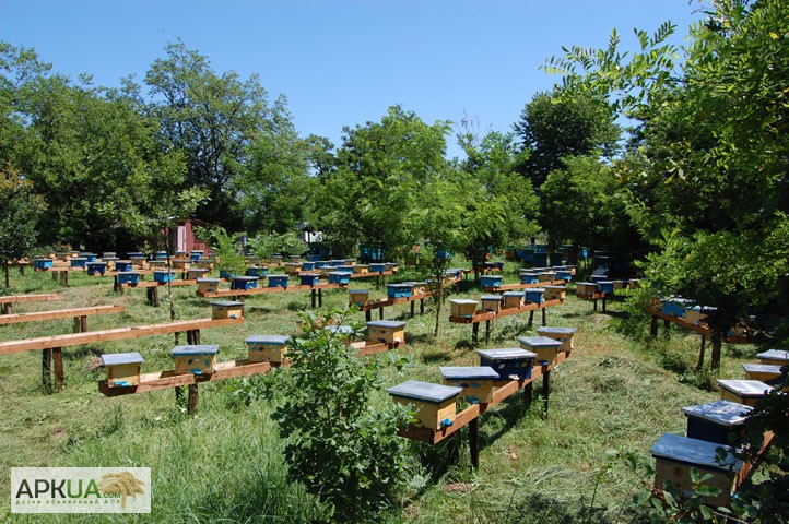 Фото 5. Матки Карпатка 2024 Бджоломатки (Пчеломатка, Бджоломатка, Бджолині матки)