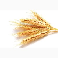 Купим пшеницу. Вся Украина