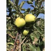 Яблоки Крым Гольден