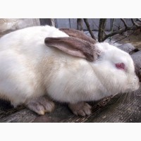 Продам кроликов калифорнийской породы разного возраста