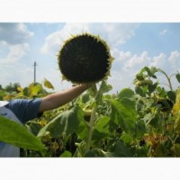 АКЦІЯ!!! Гібрид соняшнику ЕЛВАС, Штрубе, вр 2016 року для засушливих умов вирощування