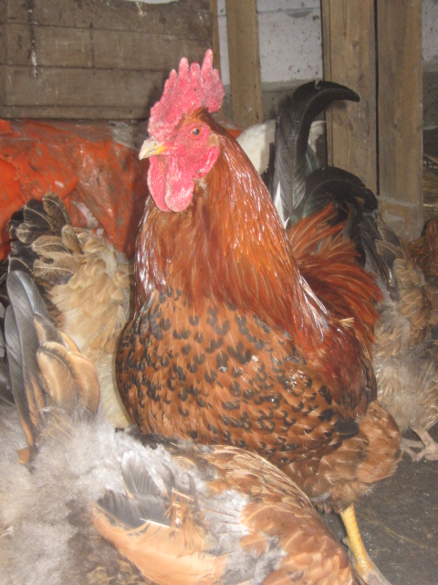Фото 2. Домашние цыплята бройлера и чистокровных мясо-яичных пород курей