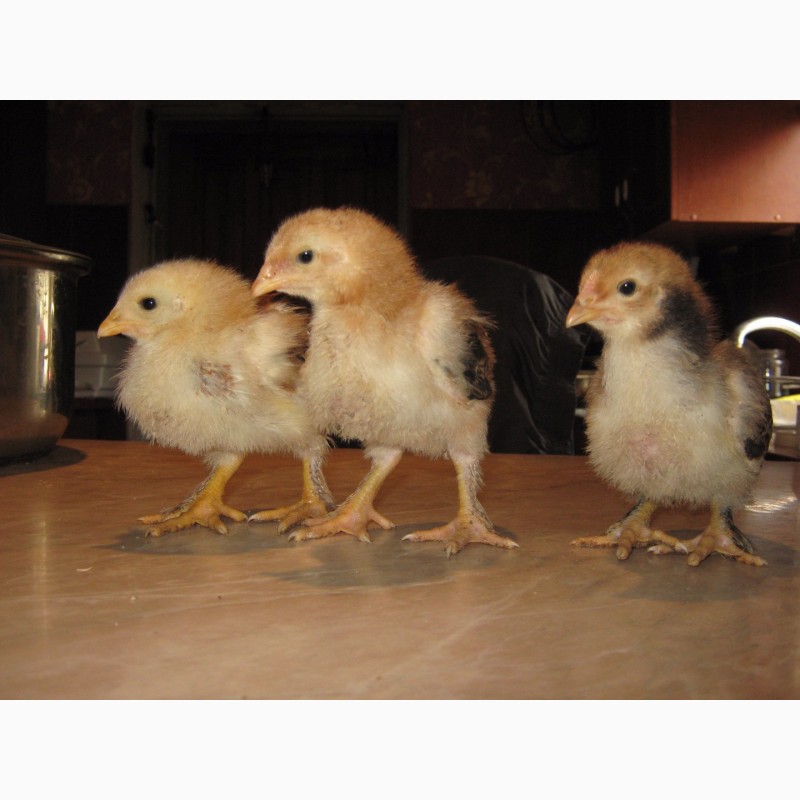 Фото 11. Домашние цыплята бройлера и чистокровных мясо-яичных пород курей