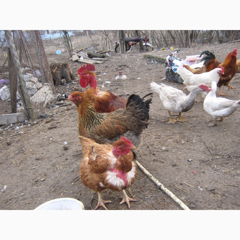 Фото 12. Домашние цыплята бройлера и чистокровных мясо-яичных пород курей
