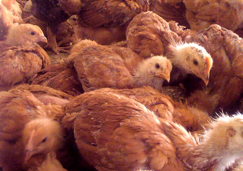 Фото 13. Домашние цыплята бройлера и чистокровных мясо-яичных пород курей
