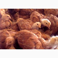 Домашние цыплята бройлера и чистокровных мясо-яичных пород курей