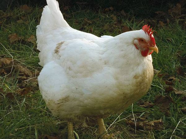 Фото 14. Домашние цыплята бройлера и чистокровных мясо-яичных пород курей
