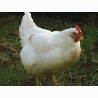 Домашние цыплята бройлера и чистокровных мясо-яичных пород курей