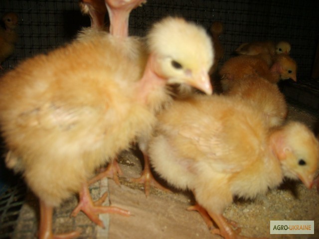 Фото 15. Домашние цыплята бройлера и чистокровных мясо-яичных пород курей