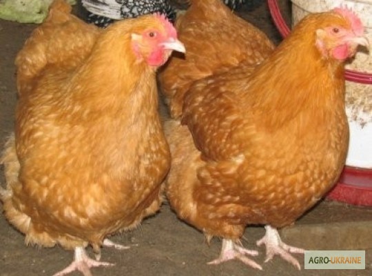 Фото 3. Домашние цыплята бройлера и чистокровных мясо-яичных пород курей