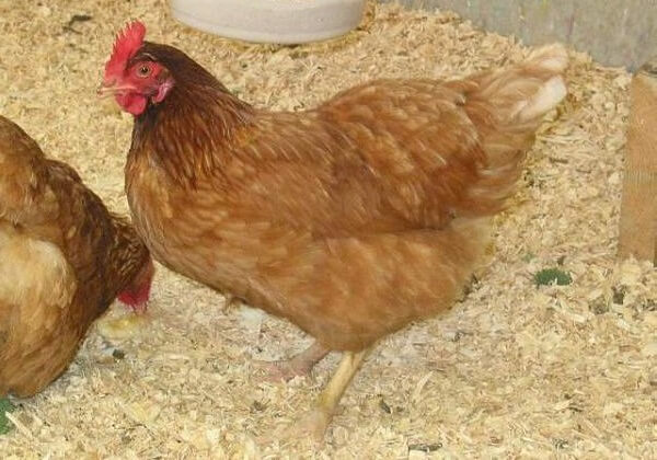 Фото 4. Домашние цыплята бройлера и чистокровных мясо-яичных пород курей