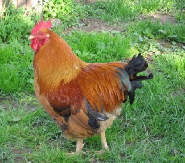 Фото 5. Домашние цыплята бройлера и чистокровных мясо-яичных пород курей