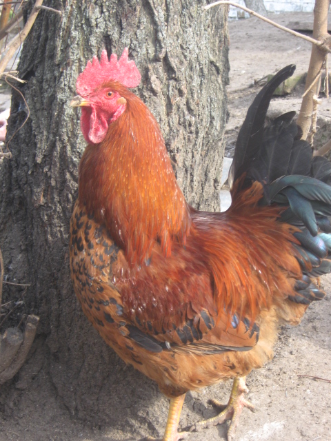 Фото 6. Домашние цыплята бройлера и чистокровных мясо-яичных пород курей