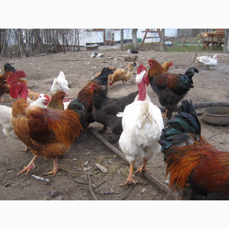 Фото 8. Домашние цыплята бройлера и чистокровных мясо-яичных пород курей