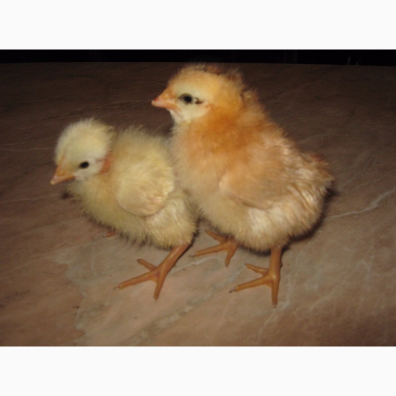 Фото 9. Домашние цыплята бройлера и чистокровных мясо-яичных пород курей