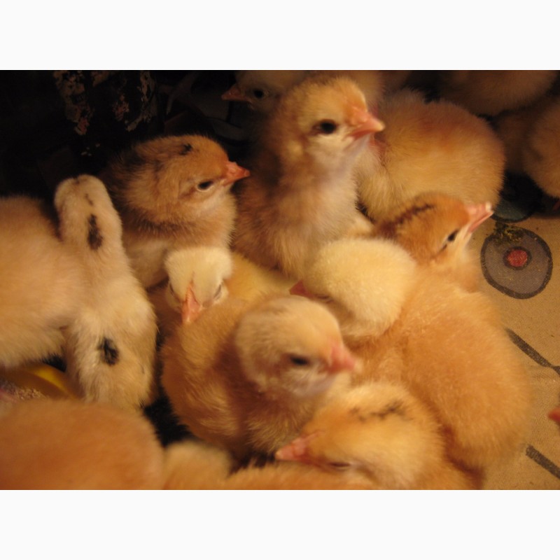 Фото 10. Домашние цыплята бройлера и чистокровных мясо-яичных пород курей