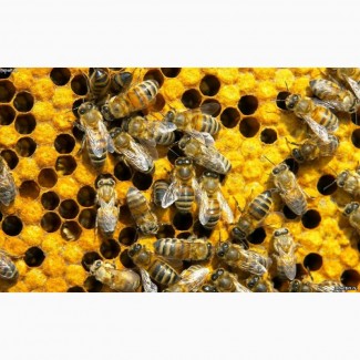 Продаю пчелосемьи