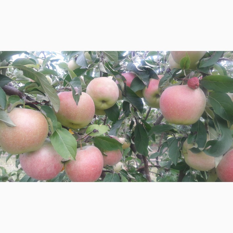 Фото 2. Продам яблоки летние Граф Эззо.Опт