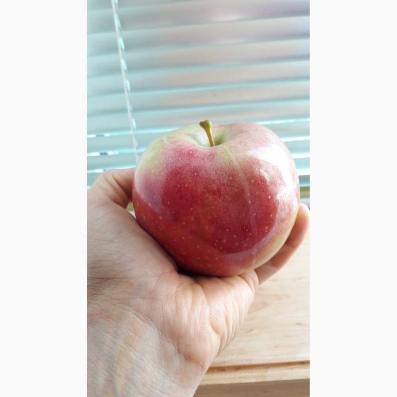 Фото 3. Продам яблоки летние Граф Эззо.Опт