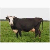 Продам корову первістку чорно-ряба молочна порода Українсько- степова