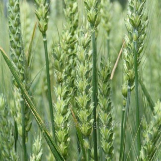 Семена пшеница яровая Маттус (двуручка)