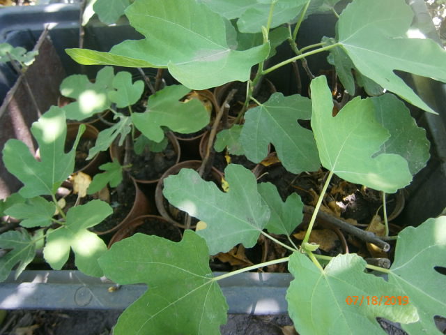 Фото 2. Інжир (смоковниця, фіга) Білий самоплідний, врожайний