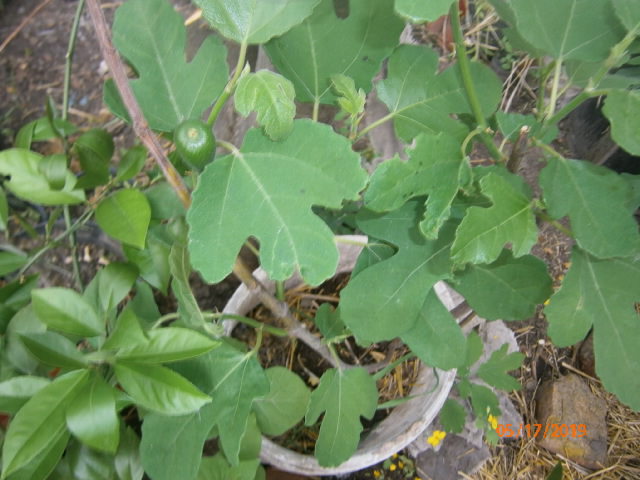 Фото 3. Інжир (смоковниця, фіга) Білий самоплідний, врожайний