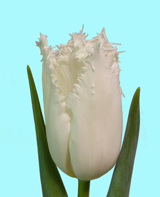 Фото 2. Розпродаж цибулин тюльпана