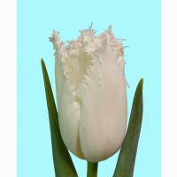 Розпродаж цибулин тюльпана