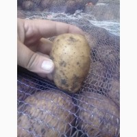 Продам картофель с Белоруссии