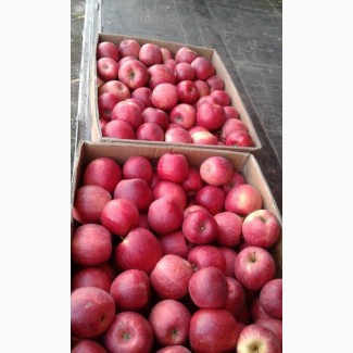 Продаж яблука