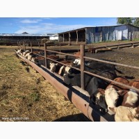 Фермерское хозяйство продает бычки