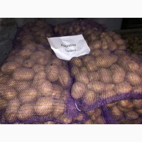 Продам посадочный и товарный картофель! Лучшее качество