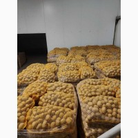 Продам картофель из Польши