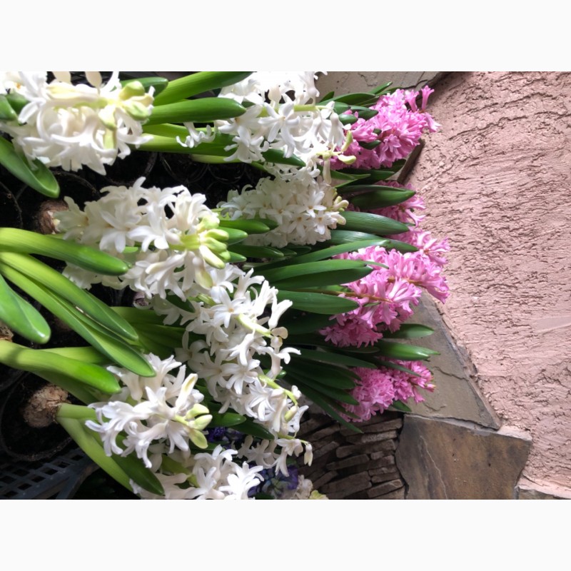 Фото 6. Гиацинт, крокус, примула, тюльпан, цикламен в горшках ОПТ