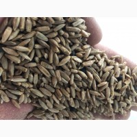 Продам жито/рожь очищене без ГМО