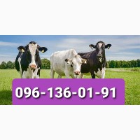 Приймаю корови, бики, телята, телиці у Рівненській області