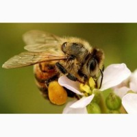 Продам 70-80 бджолопакетів карпатки. Тел. для зв#039;язку в тексті оголошенняі