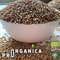 Органическая Пшеница 100кг (4 мешка) - Акция 20 грн/кг