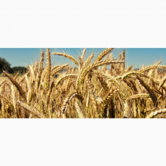 Продам посев. материал озимой пшеницы сорт Юбилейная 100 суперэлита Краснодарская селекция