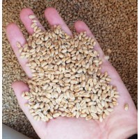 Пшеница посевная, семена Мескаль, Авеню, Алтиго, Колониа, Этела и др