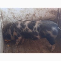 Продам свиню м#039;ясної породи