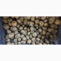Продам картоплю (Україна)